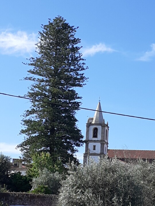 Araucária e torre sineira. Foto original. 2022.06.30.jpg