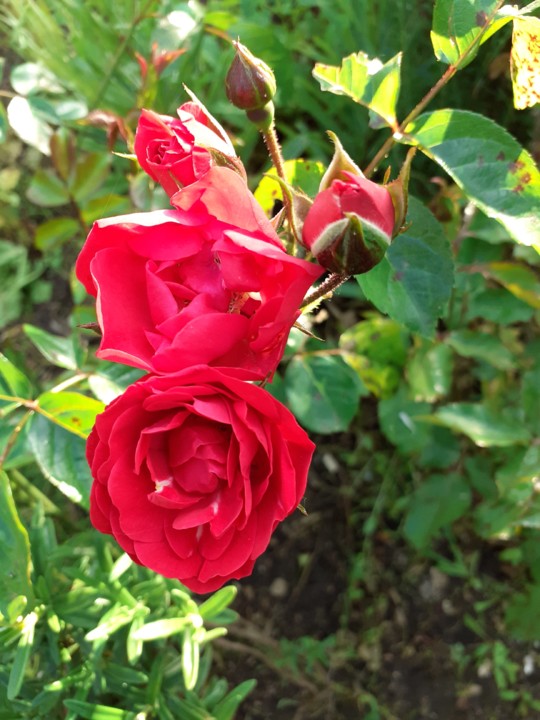 Rosas vermelhas. Foto Original. 2021. 05. jpg