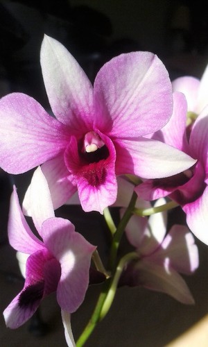 orquidea.jpg