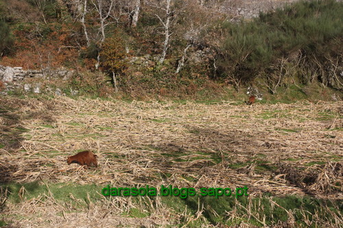 Biodiversidade_Freita_17.JPG Biodiversidade_Freita_17.JPG