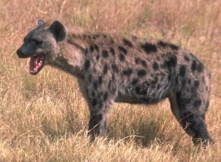 BB-hiena.jpg