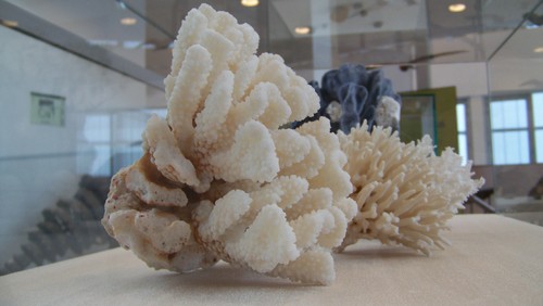 Cópia de 100_6264.JPG