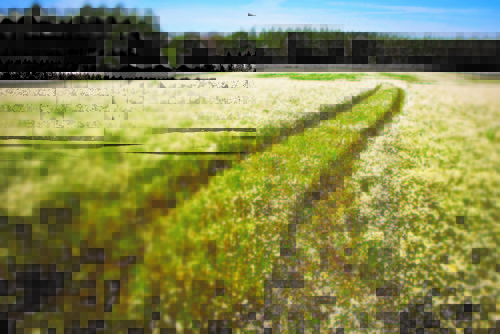 Campos abertos Camomila Matric�ria.jpg