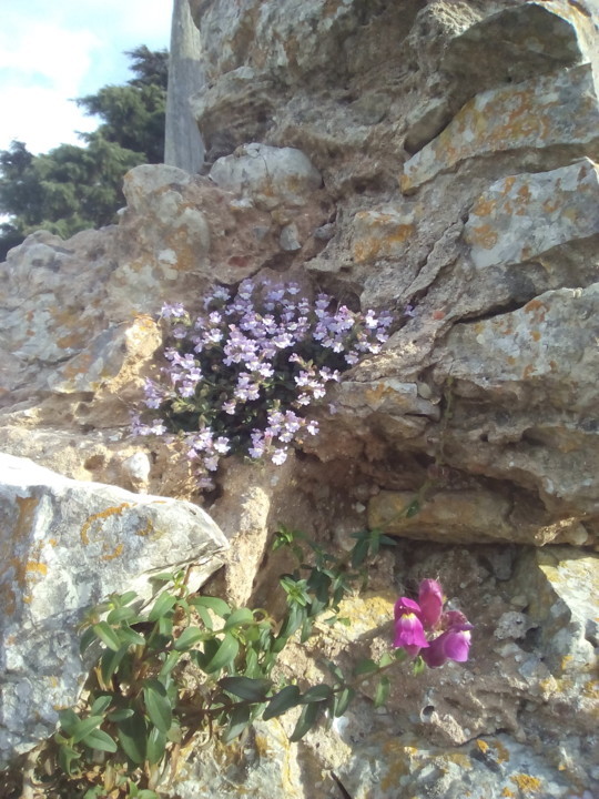 Coelhinhos e planta que não conheço. Foto original. 04.19.jpeg