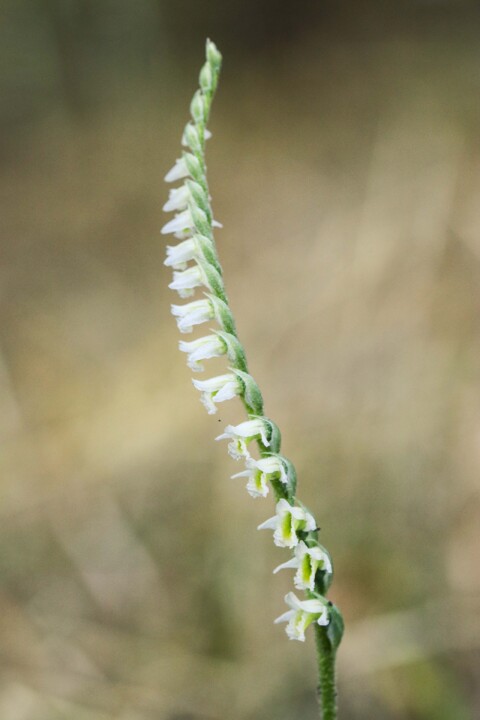 orquidea de outono 8 a.jpg