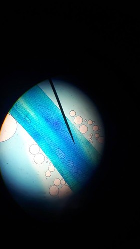 Cebolo microscopio.jpg