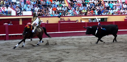 4Toiro Tiago Pamplona.jpg