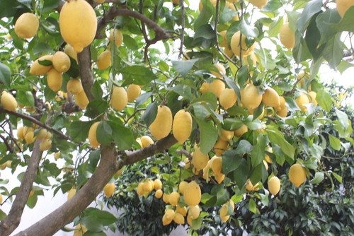 IMG_9966.JPG IMG_9966.JPG