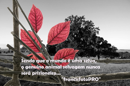 Mundo Selvagem....jpg Mundo Selvagem....jpg