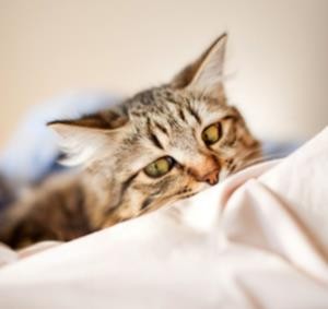 cat-waking-me-up-at-night.jpg