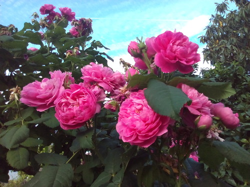 Rosas no quintal Foto original DAPL 2016.jpg