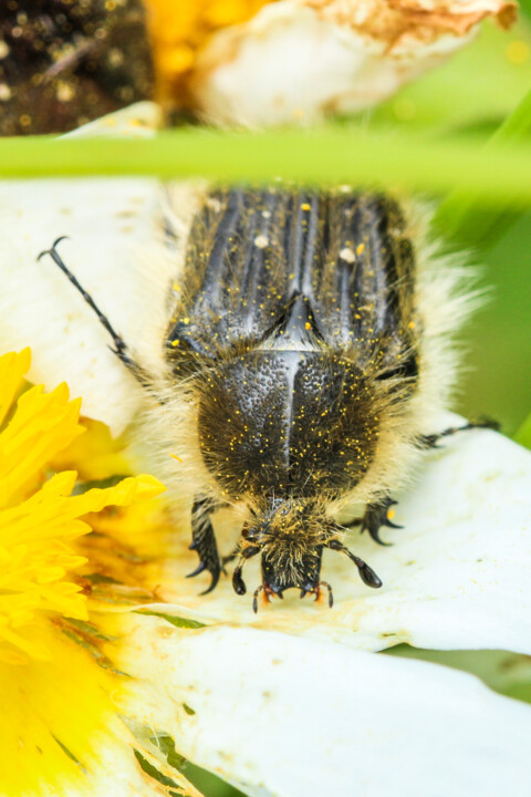 escaravelho das flores 6.jpg