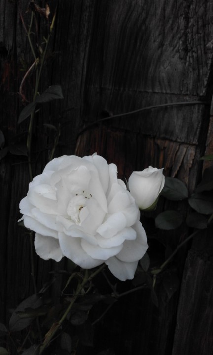 Rosa Branca. Foto original. 2020. 05. jpg