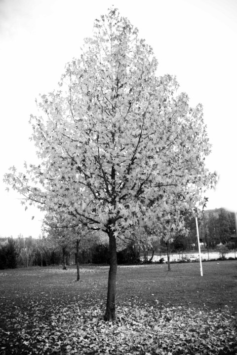 arvore 6.jpg arvore 6.jpg