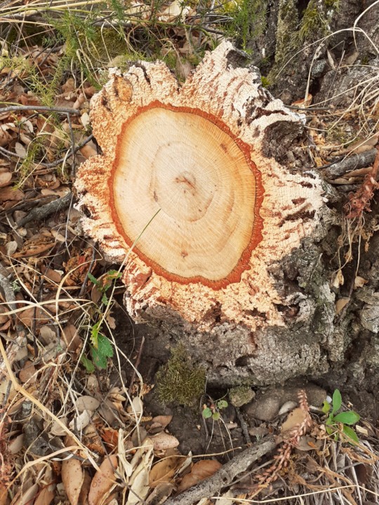 Corte de sobreiro. Foto original. 2021.07.06. jpg