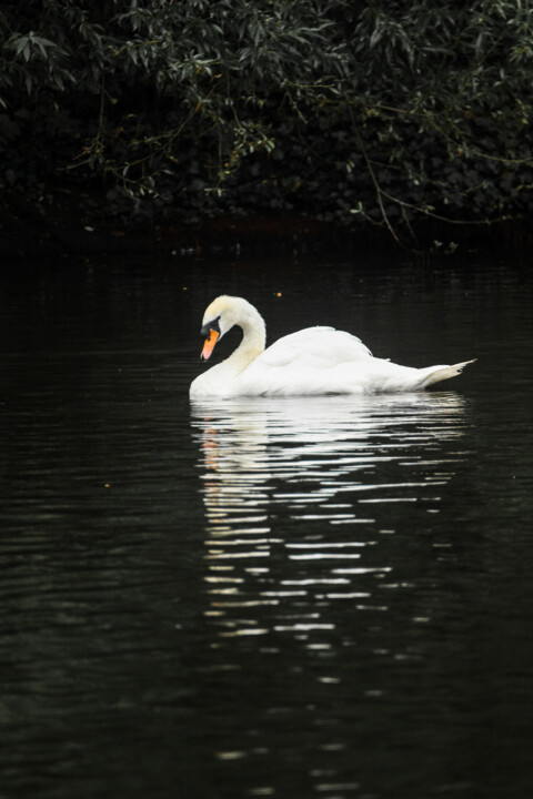 cisne-branco 1.jpg