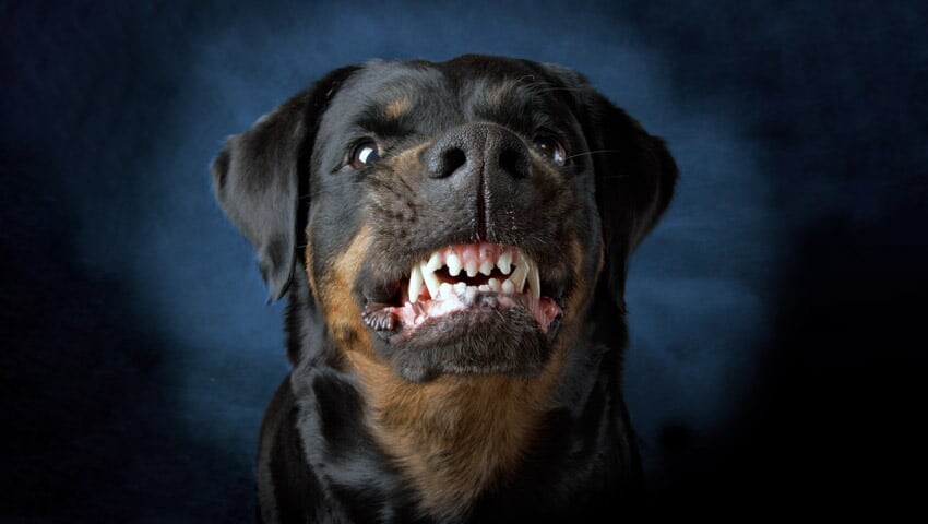 Cão que nos morde....jpg