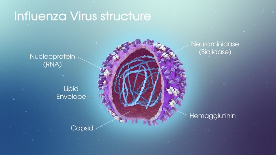 Influenza virus Structure.jpeg