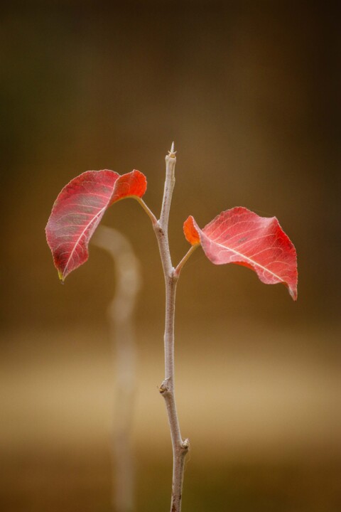 jardim rio da costa 18.jpg