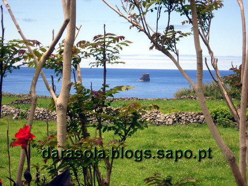 Azores_flores_faja_grande_02.JPG
