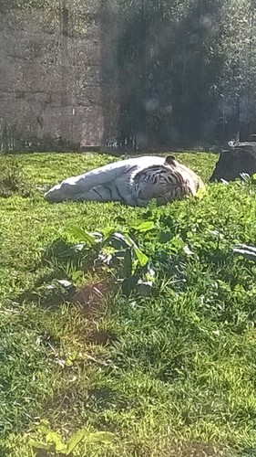 Zoo da Maia - tigre branco 2 Zoo da Maia - tigre branco 2