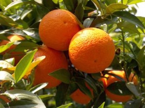 laranjas_2579182.jpg laranjas_2579182.jpg