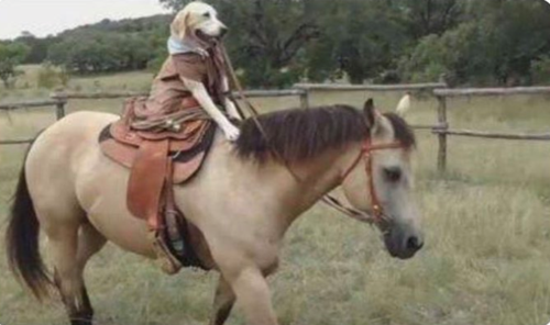 enfrentando a crise do aumento dos combustiveis .p