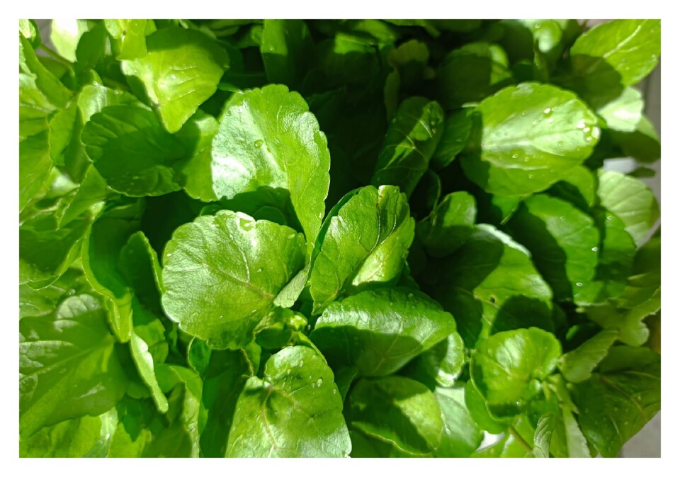 Imagem WhatsApp 2025-03-09 às 17.24.21_2fcf79e7.j