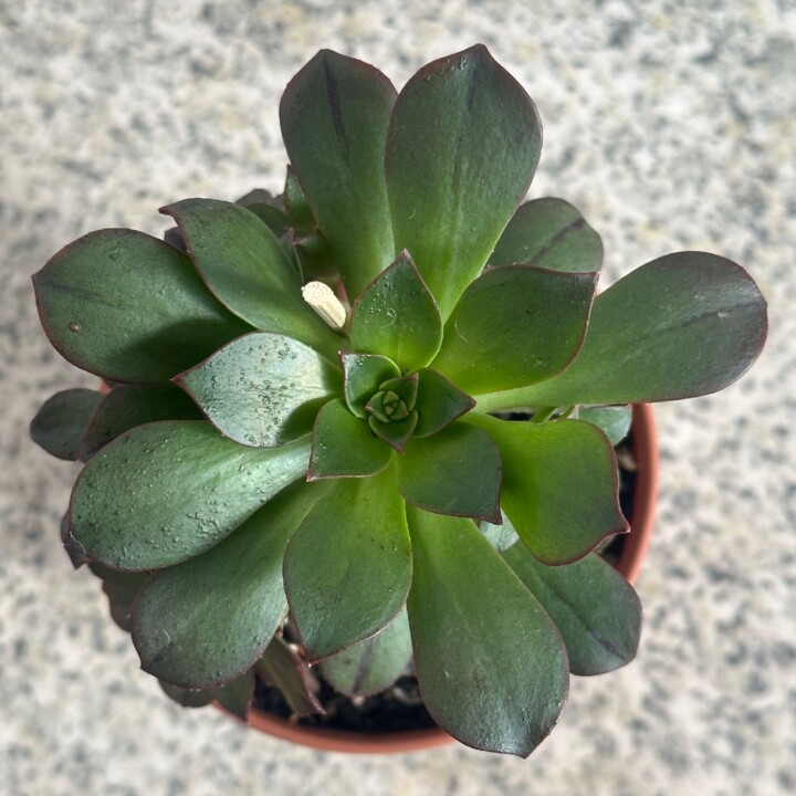 Aeonium-Mary-Anne-Kunkel.jpg