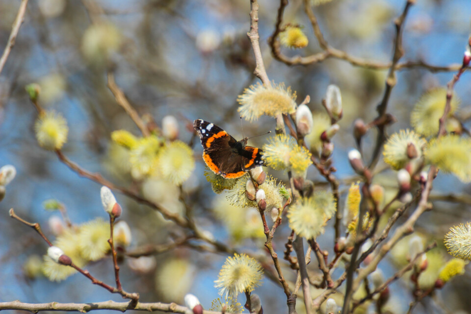 vanessa atalanta 7.jpg