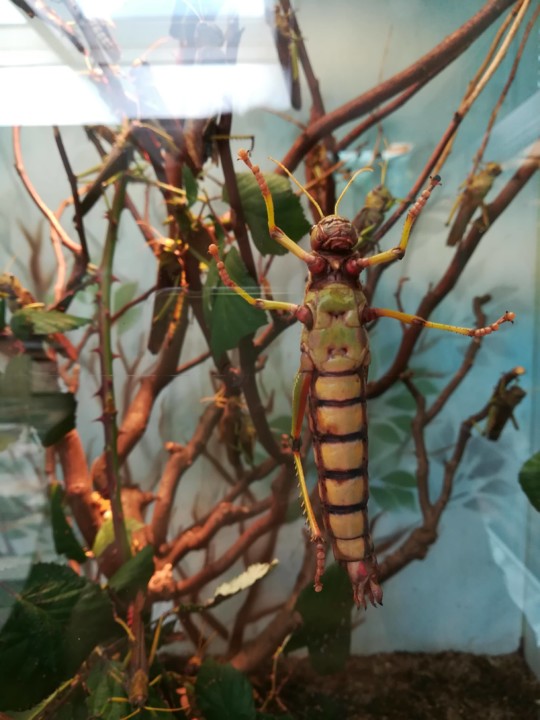 54519176_2348593348537441_8635562542141276160_n.jp