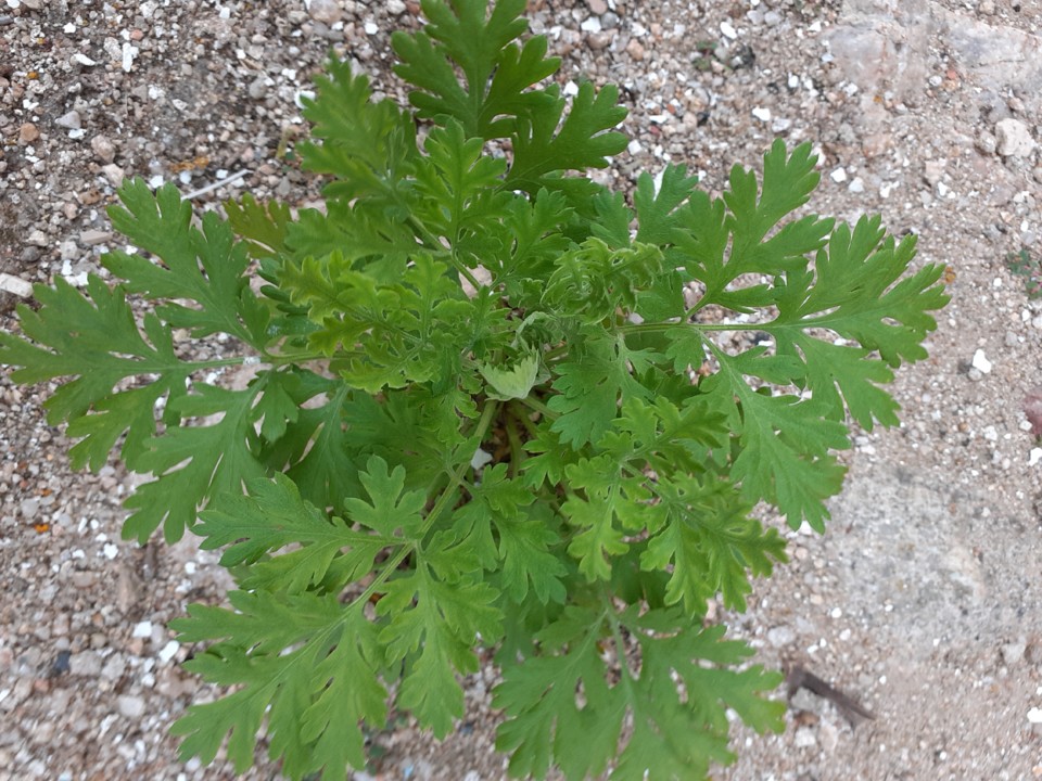 Altemira na Rua. Foto original. 2021.05.22.jpg