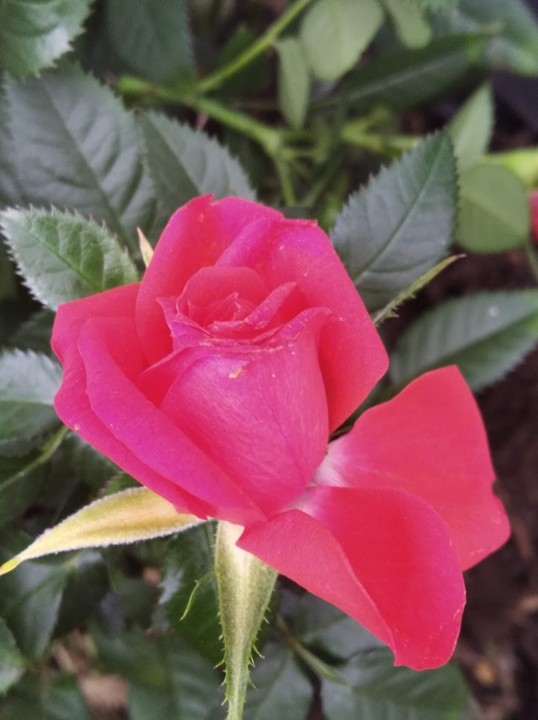 não_me_canso_disto_roseira1.jpg não_me_canso_disto_roseira1.jpg