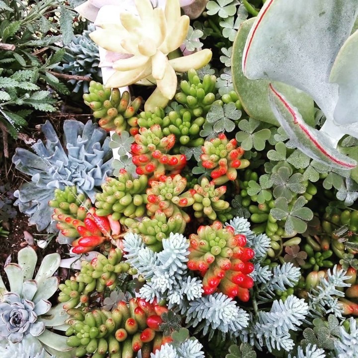 121980559_101027098473081_2487358760455727685_n.jp