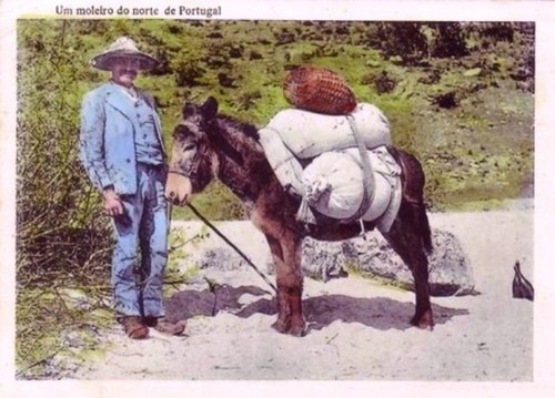 Moleiro do Norte de Portugal.jpg