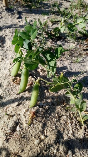 32368403_1811778788883310_2680602661253808128_n.jp