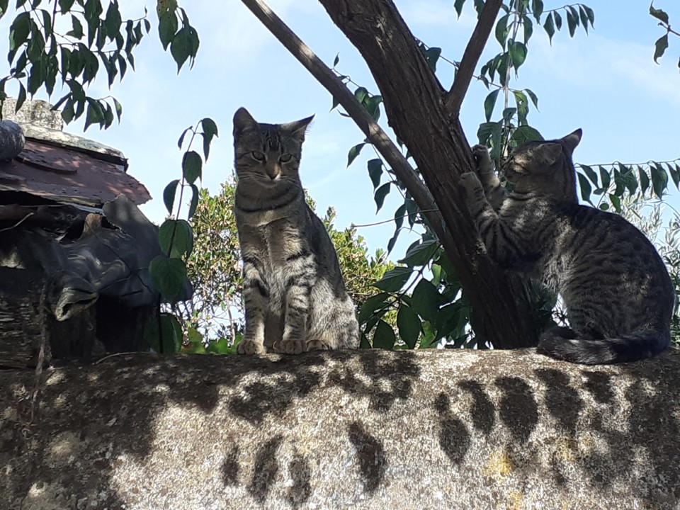 Gatos no muro. Foto Original. 2021.10.28.jpg