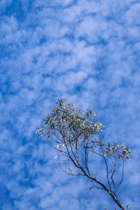 montachique marco 4.jpg