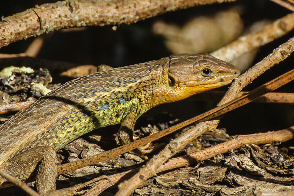 psammodromus algirus 1.jpg