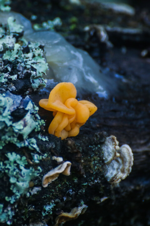 tremella aurantia 5 a.jpg