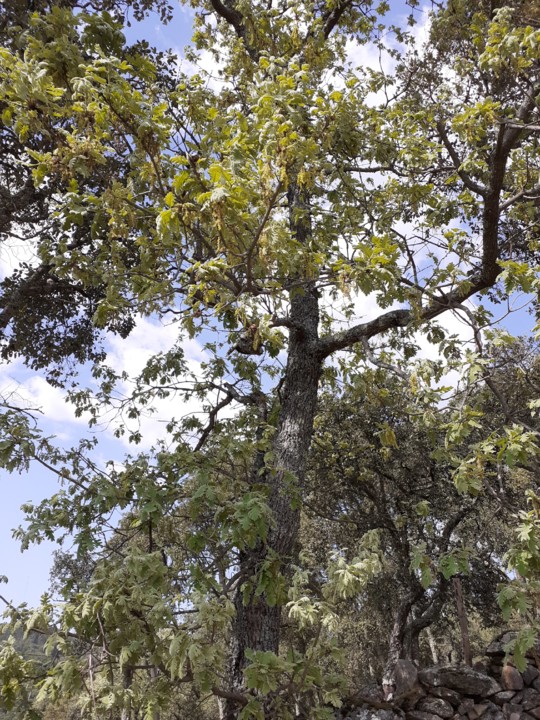 Carvalho negral. Foto original. 2021. 04. jpg