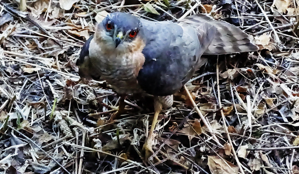 DSC06986.jpg DSC06986.jpg