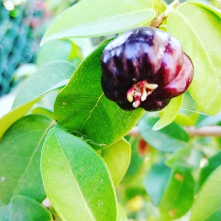 119483332_1813245442148542_132435702341015889_o.jp