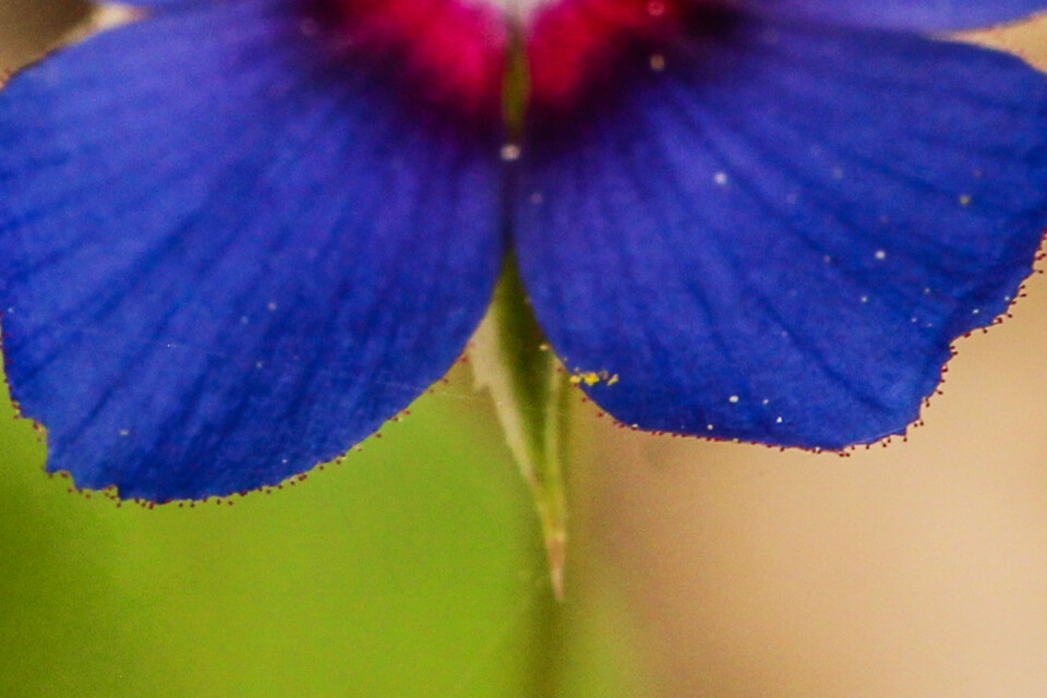 anagallis arvensis 4.jpg