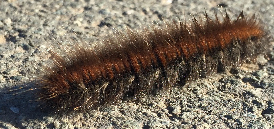 caterpillar.jpg