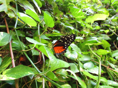 IMG_2566.JPG IMG_2566.JPG