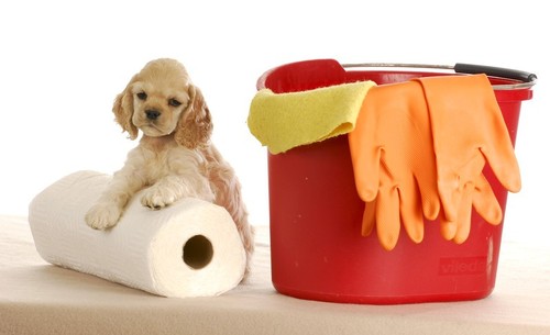 dog-clean-up-canstockphoto53296051.jpg