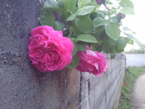 Foto original DAPL 2017.jpg