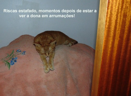 arrumargatos.JPG arrumargatos.JPG