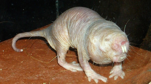 Rato-toupeira-pelado.jpg Rato-toupeira-pelado.jpg